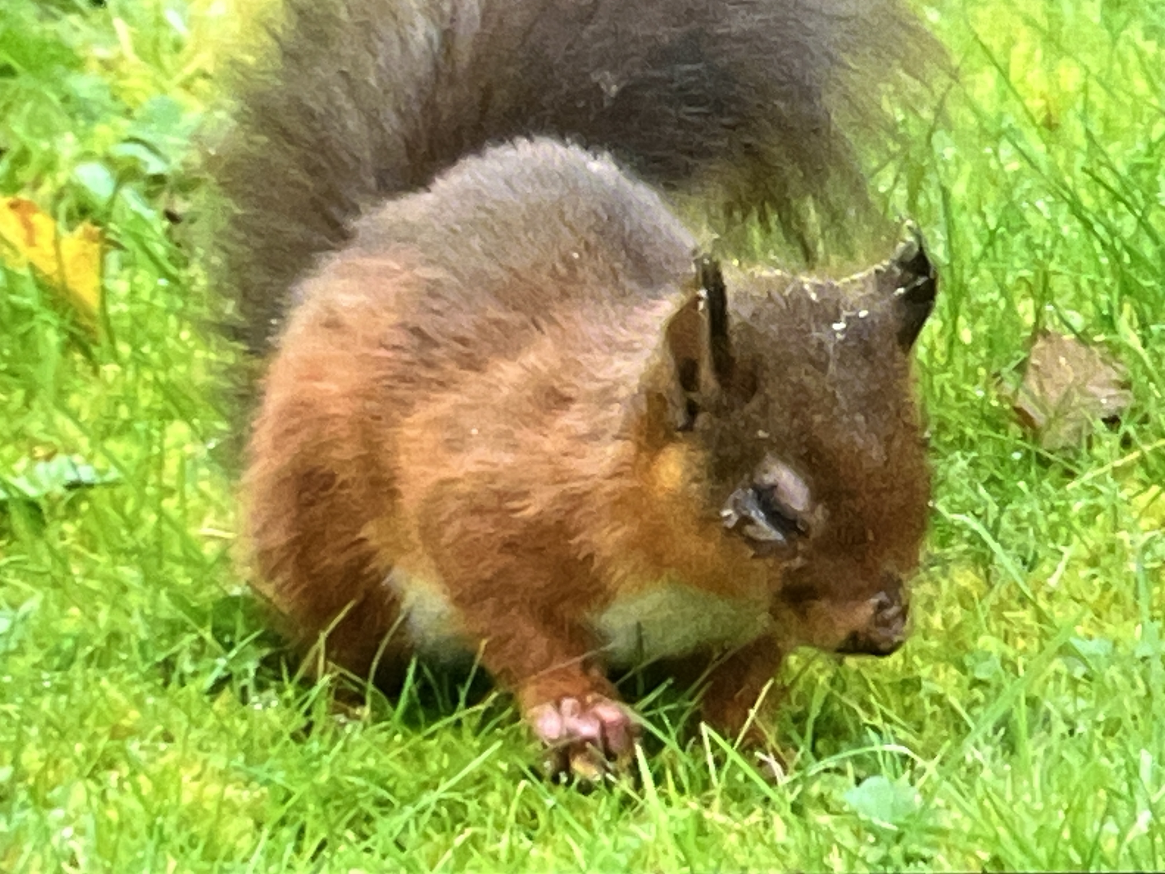 A red squirrel showing signs of squirrel pox — weeping lesions visible around the eye.
