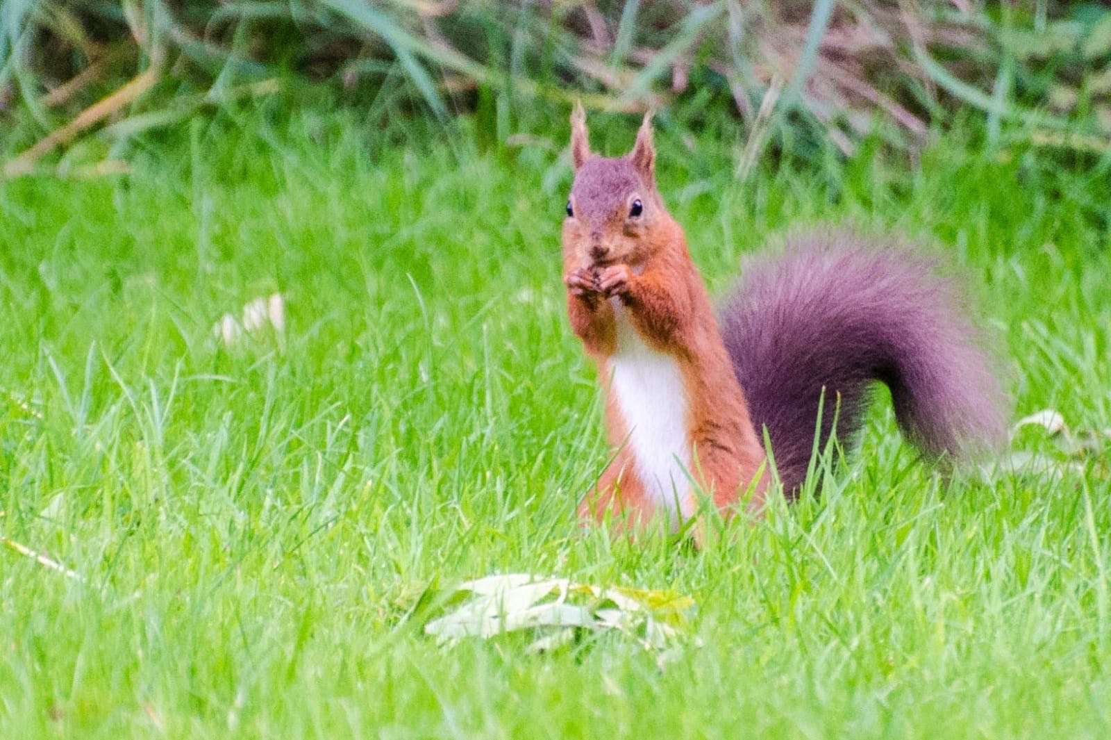 A red squirrel standing in grass